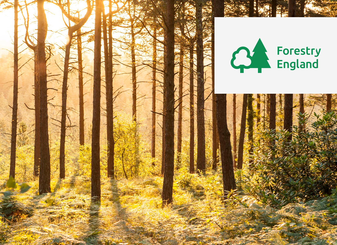 Sunrise in a pine forest with Forestry England logo overlaid